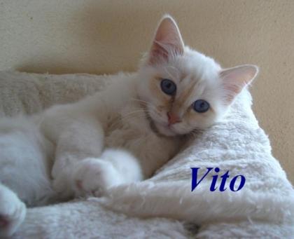 Unser Birmakaterchen Vito sucht noch einen Schmuseplatz auf Lebenszeit