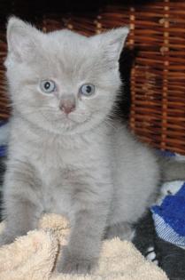 BKH / Britisch Kurzhaar Katzen / Babys in lilac / hellgrau suchen neue Dosenöff