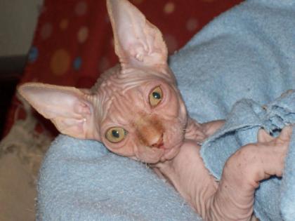 Süßes Sphynx Katerchen Kanadier