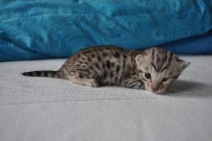 Bengal kitten zu verkaufen