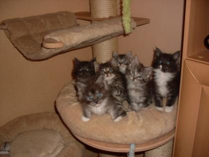 Maine Coon vom Donauland