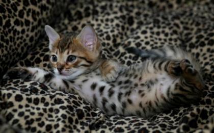 Wundervolle Bengal Babys geb. 29. 8. 4 Jungs und 2 Mädchen