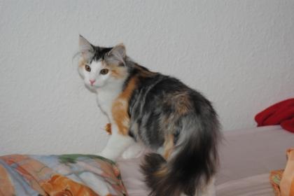 Norwegische Waldkatze Prinzessin sucht Personal