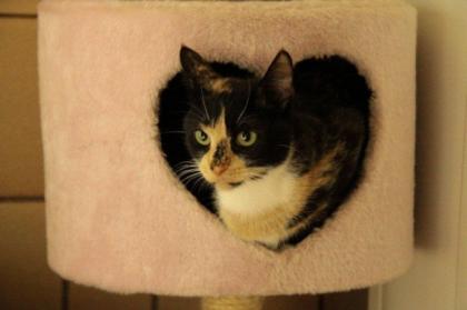 Schmusekatze Beauty sucht endgültiges Zuhause