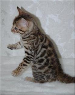 Süße Bengal Katzen Baby