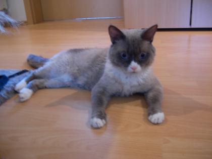 Maine-Coon Mix Kater