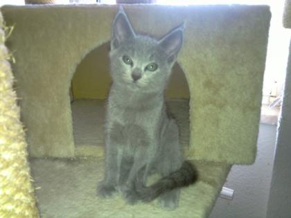 Russisch Blau Katerchen Gedeon sucht ein Zuhause