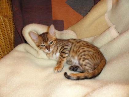 Bengalkaterchen