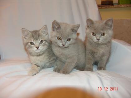 WUNDERHÜBSCHE BKH KITTEN Lilac und Wiskas-Farbe