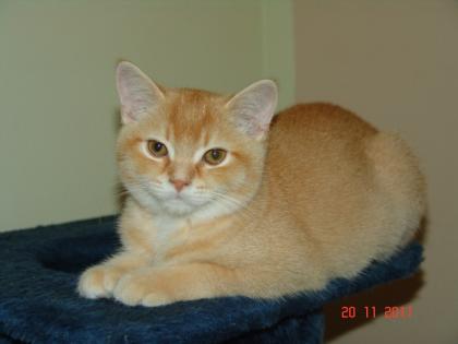 BKH-Rot -Kater