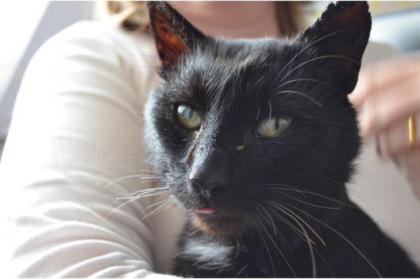 Salomon, schwarzer verschmuster Kater, sucht einen Menschen mit Herz