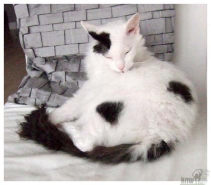 Jolie La Perm - Einzelprinzessin sucht Kuschelpersonal