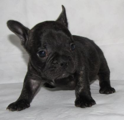 French Bulldoggen