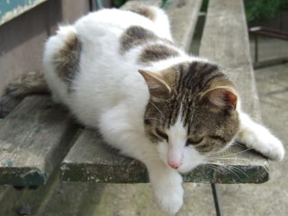 Charlie sucht ein neues, liebevolles, großzügiges zu Hause