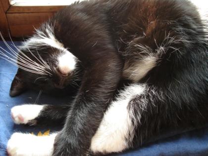 Max Powerkater sucht katzenerfahrene Menschen