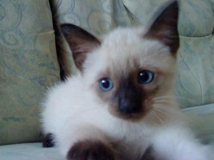 Siambabykater zuverkaufen