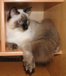 Deckkater gesucht