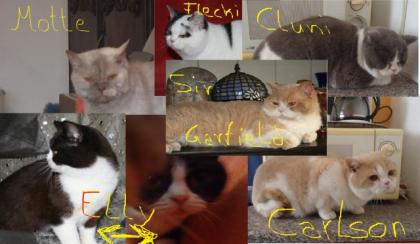 BKH und Selkirk Rex suchen dringend neue liebevolle Dosenöffner