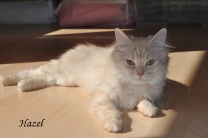 Deutsch Langhaar Katze sucht ein neues Zuhause