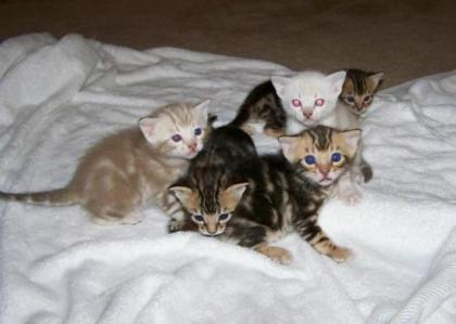 Bengal Kitten - Minileoparden fürs Wohnzimmer in braun, snow und silver rosette