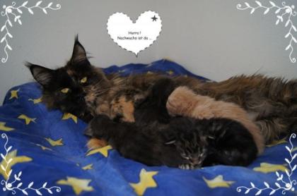 Maine Coon Babys Unser bunter Wurf ist da .