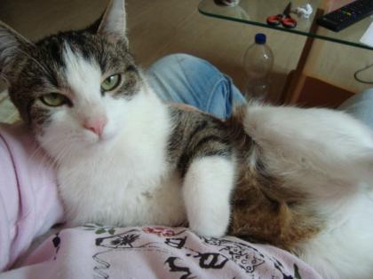 6 Monate alter Kater abzugeben