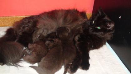 Katzenbabys Renegade F2 / Maine Coon Kitten