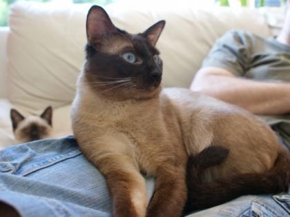 Thai/Siam Deckkater deckt Ihre Katzen