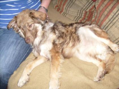 Ausgeglichener, fröhlicher junger Hund ca. 8 Monate