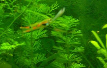 Endler Guppys