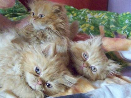 Super süsse Katzenbabys