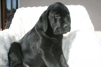 Labradorzucht hat Welpen zu vergeben
