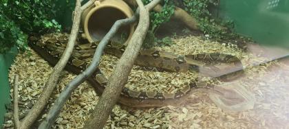 Boa Constrictor Imperator 2