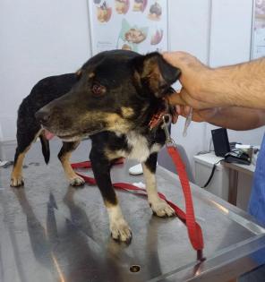Tinka sucht ein passendes Zuhause