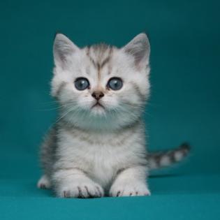Gryffindors Silver Nepomuk