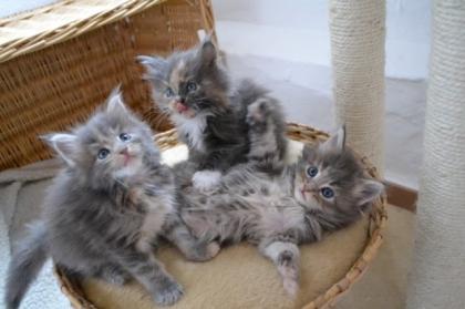 Zauberhafte Maine Coons aus liebevoller Hobbyzucht mit Stammbaum