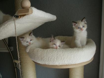 Reinrassige Ragdoll Kitten mit Papiere .