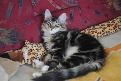 Norwegische Waldkatzen Kitten in verschiedenen Farben mit Papiere und 100 Schm