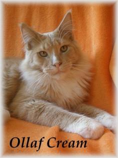 Maine Coon mit Staumbaum