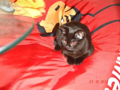 BKH-Katerchen in Chocolate -schwarz