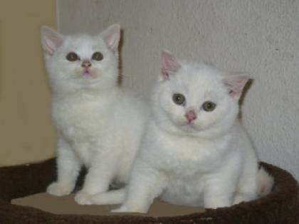 Zauberhafte BKH Babys aus gesunder Zucht
