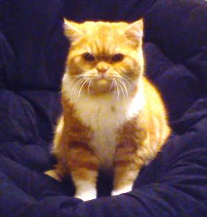 BKH Deckkater