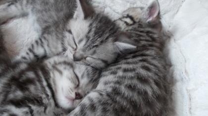 BKH Kitten abzugeben Whiskas Britisch Kurzhaar