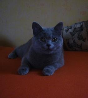 Deckkater gesucht Kartäuser/Chartreux