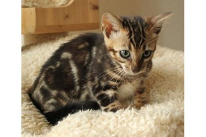 Bengal Kitten Bengalkatze