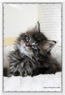 Maine Coon Kitten mit Stammbaum