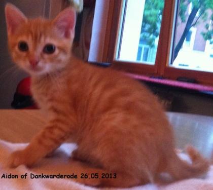 German Rex Hybrid Kitten of Dankwarderode