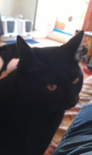 Suche Katzenbetreuung zu Hause auf gegenseitigkeit, oder eine bezahlbare betreuu