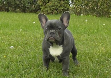 Blaue französische Bulldogge Hündin