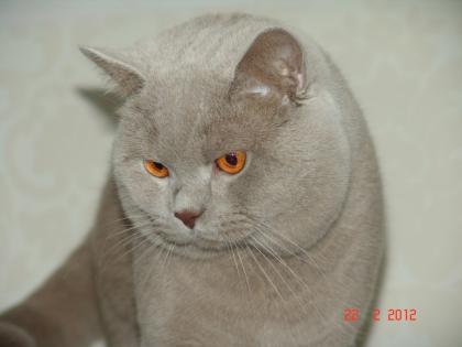 Britisch Kurzhaar Deckkater Lilac mit Stammbaum